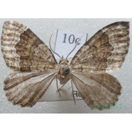 Colostygia olivata (Denis & Schiffermüller, 1775) Czech10c